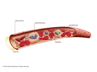 Comprehensive Overview of Human Blood Components and Functions | PPTX
