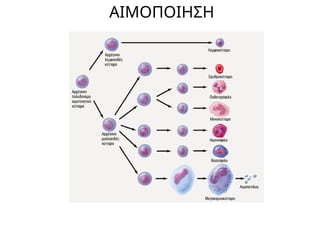 Comprehensive Overview of Human Blood Components and Functions | PPTX