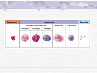 Comprehensive Overview of Human Blood Components and Functions | PPTX