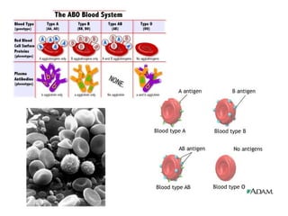 Comprehensive Overview of Human Blood Components and Functions | PPTX