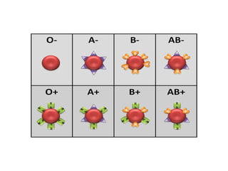 Comprehensive Overview of Human Blood Components and Functions | PPTX