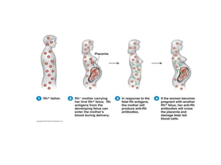 Comprehensive Overview of Human Blood Components and Functions | PPTX
