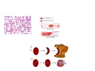Comprehensive Overview of Human Blood Components and Functions | PPTX