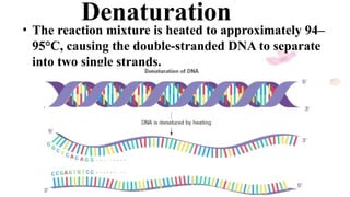 Comprehensive Overview of Polymerase Chain Reaction (PCR) Technique and ...