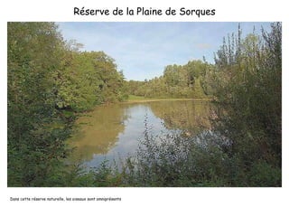 Réserve de la Plaine de Sorques Dans cette réserve naturelle, les oiseaux sont omniprésents 