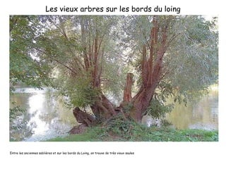 Les vieux arbres sur les bords du loing Entre les anciennes sablières et sur les bords du Loing, on trouve de très vieux saules 