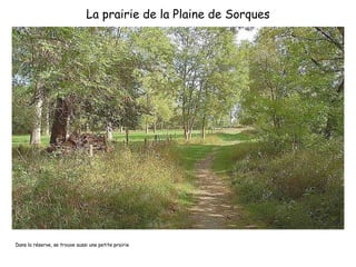 La prairie de la Plaine de Sorques Dans la réserve, se trouve aussi une petite prairie 