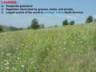 1.PARIRIE:
 Temperate grassland
 Vegetation dominated by grasses, herbs, and shrubs.
 Largest prairie of the world is sundogs prairie North America.
 