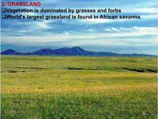 2. GRASSLAND
Vegetation is dominated by grasses and forbs
World's largest grassland is found in African savanna
 