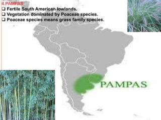 4.PAMPAS:
 Fertile South American lowlands.
 Vegetation dominated by Poaceae species.
 Poaceae species means grass family species.
 