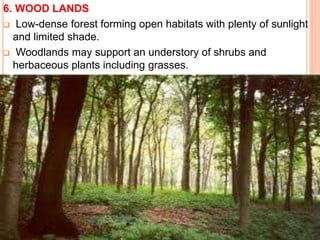 6. WOOD LANDS
 Low-dense forest forming open habitats with plenty of sunlight
and limited shade.
 Woodlands may support an understory of shrubs and
herbaceous plants including grasses.
 