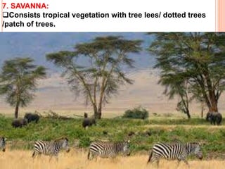 7. SAVANNA:
Consists tropical vegetation with tree lees/ dotted trees
/patch of trees.
 