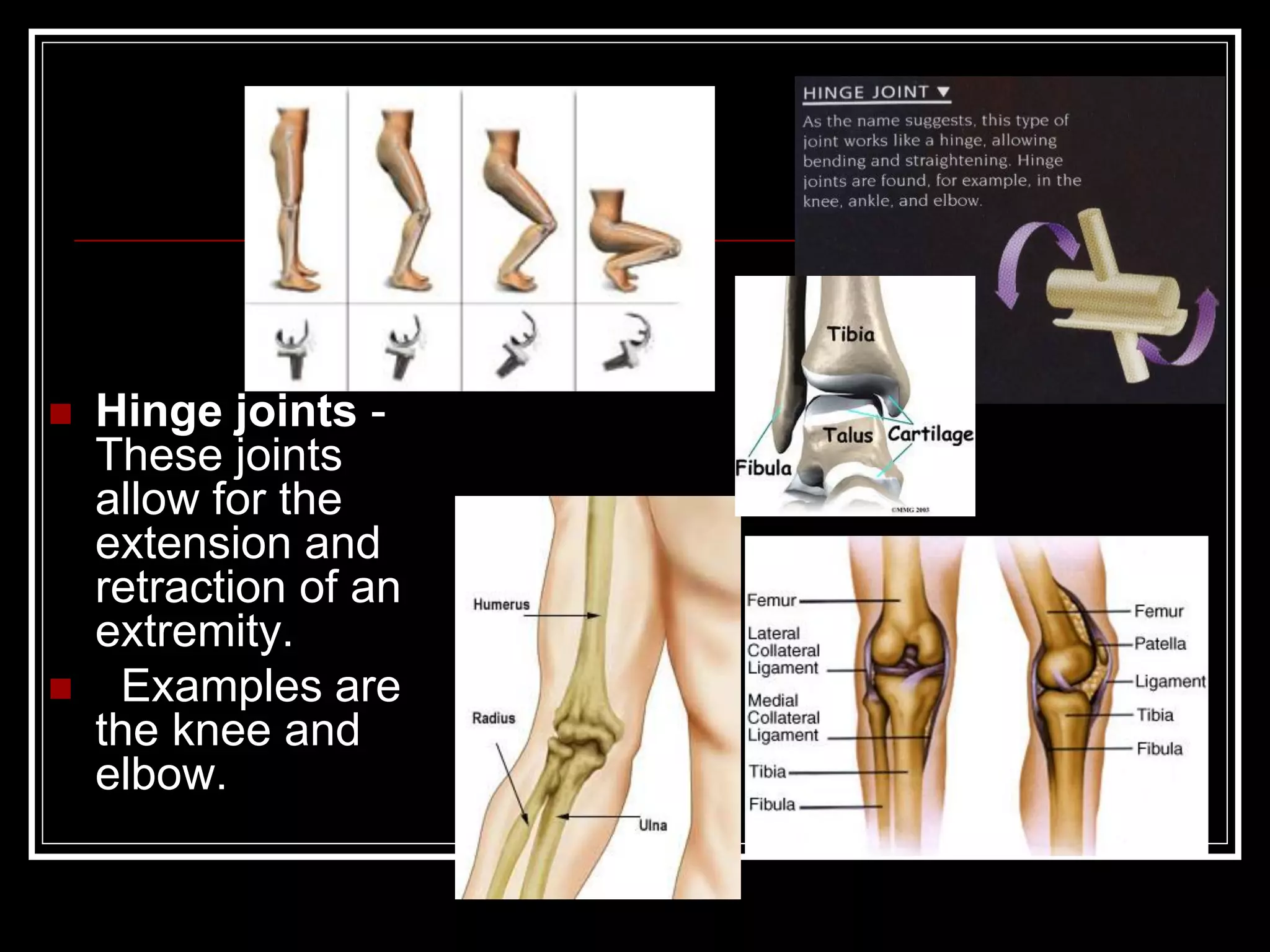  Hinge joints -
These joints
allow for the
extension and
retraction of an
extremity.
 Examples are
the knee and
elbow.
 