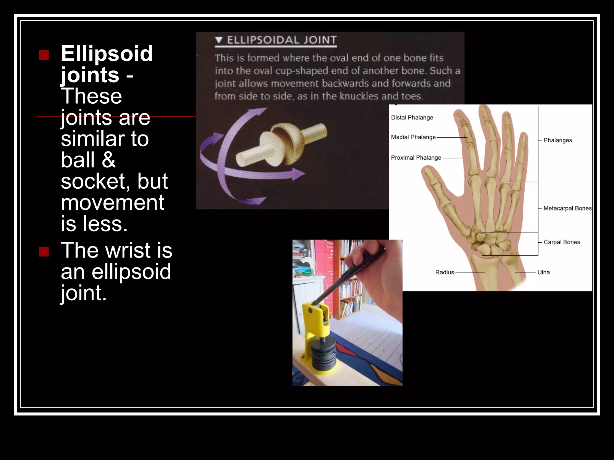  Ellipsoid
joints -
These
joints are
similar to
ball &
socket, but
movement
is less.
 The wrist is
an ellipsoid
joint.
 