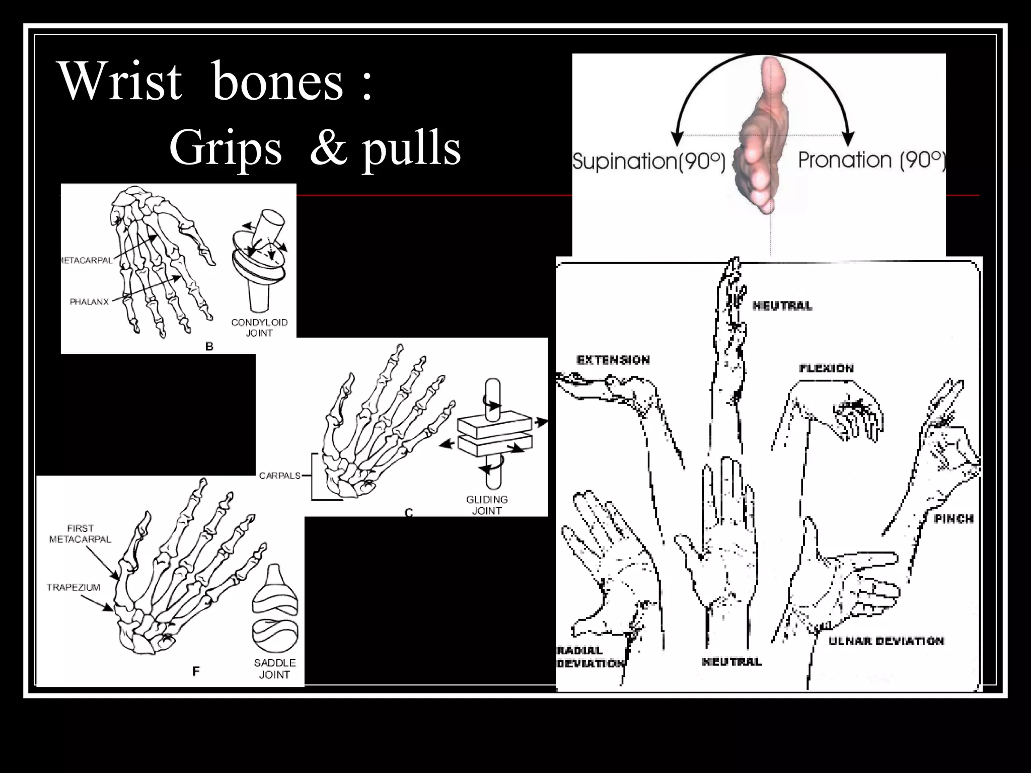 Wrist bones :
Grips & pulls
 