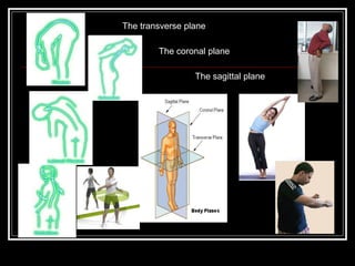 The transverse plane
The coronal plane
The sagittal plane
 