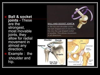  Ball & socket
joints - These
are the
strongest,
most movable
joints, they
allow for radial
movement in
almost any
direction.
 Example : the
shoulder and
hip.
 