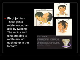  Pivot joints -
These joints
rotate around an
axis by twisting.
The radius and
ulna are able to
rotate around
each other in the
forearm.
 