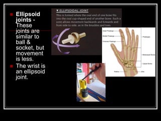  Ellipsoid
joints -
These
joints are
similar to
ball &
socket, but
movement
is less.
 The wrist is
an ellipsoid
joint.
 