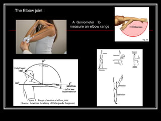 A Goniometer to
measure an elbow range
The Elbow joint :
 