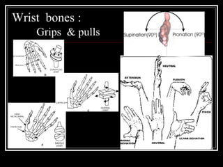 Wrist bones :
Grips & pulls
 
