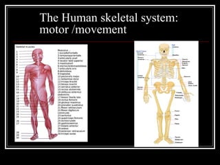 The Human skeletal system:
motor /movement
 