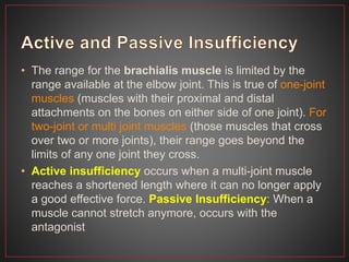 • The range for the brachialis muscle is limited by the
range available at the elbow joint. This is true of one-joint
muscles (muscles with their proximal and distal
attachments on the bones on either side of one joint). For
two-joint or multi joint muscles (those muscles that cross
over two or more joints), their range goes beyond the
limits of any one joint they cross.
• Active insufficiency occurs when a multi-joint muscle
reaches a shortened length where it can no longer apply
a good effective force. Passive Insufficiency: When a
muscle cannot stretch anymore, occurs with the
antagonist
 