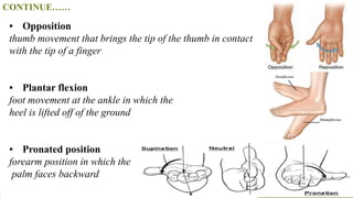 CONTINUE……
▪ Opposition
thumb movement that brings the tip of the thumb in contact
with the tip of a finger
▪ Plantar flexion
foot movement at the ankle in which the
heel is lifted off of the ground
▪ Pronated position
forearm position in which the
palm faces backward
 
