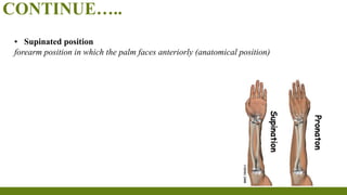 CONTINUE…..
▪ Supinated position
forearm position in which the palm faces anteriorly (anatomical position)
 