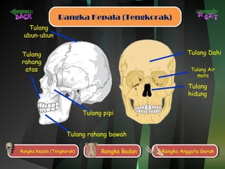 RRaannggkkaa KKeeppaallaa ((TTeennggkkoorraakk)) 
Tulang Dahi 
Tulang Air 
mata 
Tulang 
hidung 
Tulang 
ubun-ubun 
Tulang 
rahang 
atas 
Tulang pipi 
Tulang rahang bawah 
RRaannggkkaa K Keeppaalala ( T(Teennggkkoorraakk)) RRaannggkkaa B Baaddaann RRaannggkkaa A Annggggoottaa G Geerraakk 
 