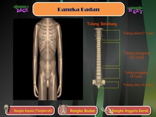 RRaannggkkaa BBaaddaann 
Tulang Belakang 
Tulang leher(7 ruas) 
Tulang punggung 
(12 ruas) 
Tulang pinggang 
(5 ruas) 
Tulang ekor (4 ruas) 
RRaannggkkaa K Keeppaalala ( T(Teennggkkoorraakk)) RRaannggkkaa B Baaddaann RRaannggkkaa A Annggggoottaa G Geerraakk 
 
