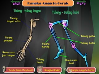 RRaannggkkaa AAnnggggoottaa GGeerraakk 
Tulang paha 
Tulang 
Kering 
Tulang betis 
Ruas-ruas 
kaki 
Tulang 
lengan atas 
Tulang 
pengupil 
Tulang 
hasta 
Ruas-ruas 
jari tangan 
RRaannggkkaa K Keeppaalala ( T(Teennggkkoorraakk)) RRaannggkkaa B Baaddaann RRaannggkkaa A Annggggoottaa G Geerraakk 
 