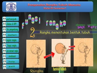 Rangka menentukan bentuk tubuh 
 