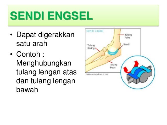 Rangka Dan Sendi Rangka Dan Sendi