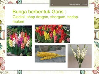 Bunga berbentuk Garis :
Gladiol, snap dragon, shorgum, sedap
malam
Tuesday, March 12, 201914
 