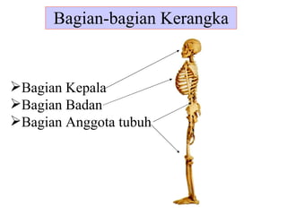 Bagian-bagian Kerangka Bagian Kepala Bagian Badan Bagian Anggota tubuh 