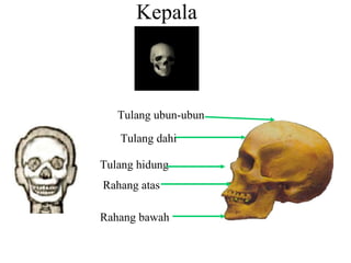 Kepala Tulang dahi Tulang ubun-ubun Rahang atas Rahang bawah Tulang hidung 