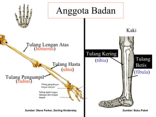 Anggota Badan Kaki Tulang Hasta ( ulna ) Tulang Pengumpil ( radius ) Tulang Lengan Atas ( homerus ) Tulang Kering Tulang Betis ( tibia ) ( fibula ) Sumber : Steve Parker, Dorling Kindersley Sumber : Buku Paket 
