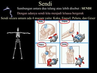 Sendi Sambungan antara dua tulang atau lebih disebut :  SENDI Sendi secara umum ada 4 macam yaitu: Kaku, Engsel, Peluru, dan Geser Dengan adanya sendi kita menjadi leluasa bergerak 