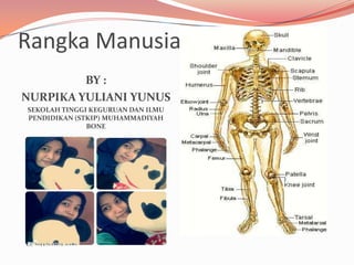 Rangka Manusia
BY :
NURPIKA YULIANI YUNUS
SEKOLAH TINGGI KEGURUAN DAN ILMU
PENDIDIKAN (STKIP) MUHAMMADIYAH
BONE
 