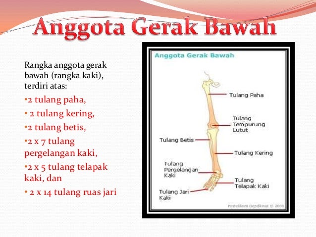 Rangka Manusia 21662333