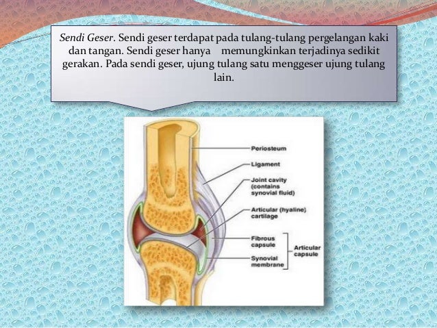 Rangka Manusia 21662333