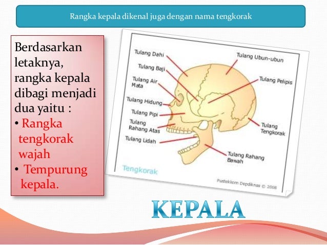 SISTEM RANGKA MANUSIA