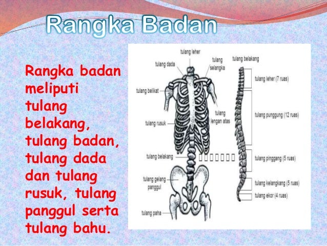 SISTEM RANGKA MANUSIA