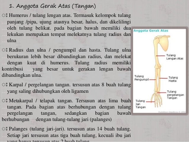 Rangka Manusia, Persendian Tulang, dadn Jenis Penyakit Tulang