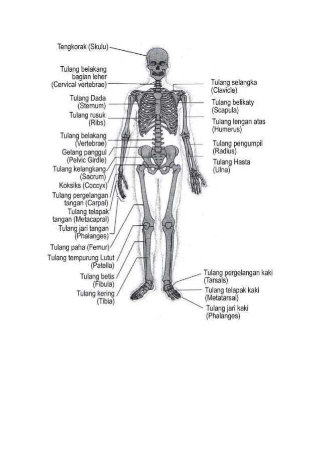 Rangka Tubuh Manusia