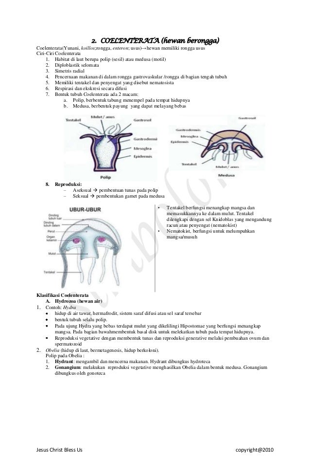 MATERI ANIMALIA