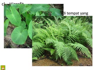 c) Higrofit 
• Adalah tumbuhan yang hidup di tempat yang 
lembap. 
• Ciri : 
1) memiliki daun banyak, lebar dan tipis. 
2) Banyak stomata 
3) Sering melakukan gutasi 
 