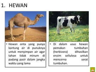 1. HEWAN 
• Hewan onta yang punya 
kantung air di punuknya 
untuk menyimpan air agar 
tahan tidak minum di 
padang pasir dalam jangka 
waktu yang lama 
• Di dalam usus hewan 
pemakan tumbuhan 
(herbivora) dihasilkan 
enzim sellulosa untuk 
mencerna serat 
tumbuhan. 
 