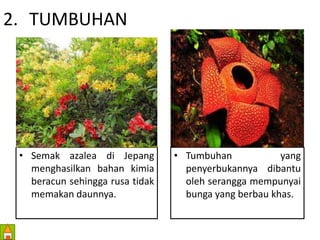 2. TUMBUHAN 
• Semak azalea di Jepang 
menghasilkan bahan kimia 
beracun sehingga rusa tidak 
memakan daunnya. 
• Tumbuhan yang 
penyerbukannya dibantu 
oleh serangga mempunyai 
bunga yang berbau khas. 
 